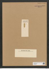 Diatomeae indet. Zeichnungen Sammlung Grunow Nr. 6631 (NHMW-BOT-W0375402)